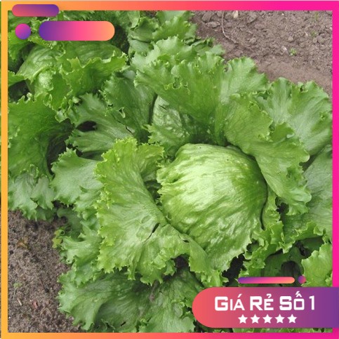 Hạt giống xà lách búp ice berg - 2000 hạt
