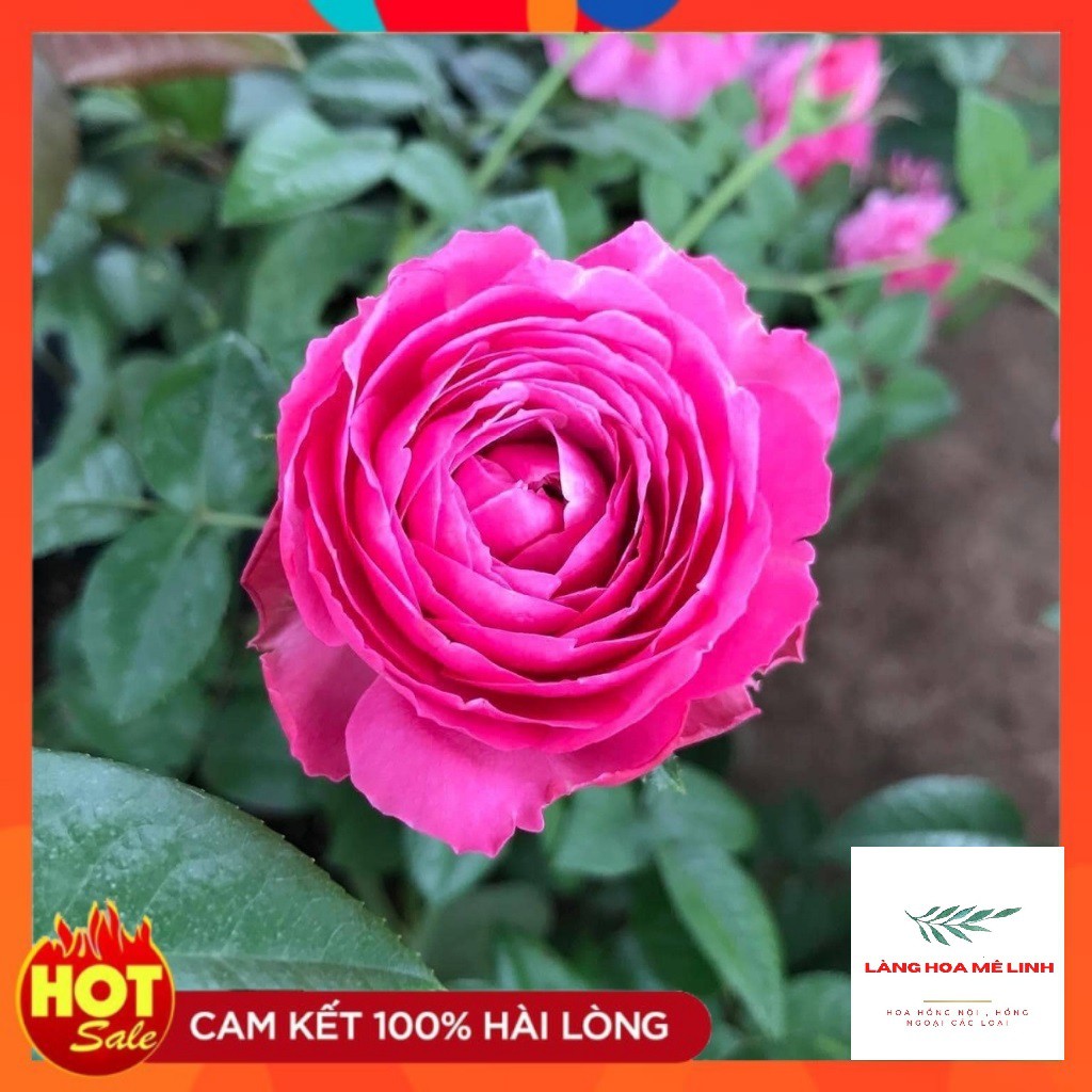 Hoa hồng ngoại For Your Home rose – Sắc hồng cánh sen đẹp hoàn mĩ, vạn người mê.