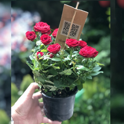 Chậu hoa giống hồng siêu nụ Fatima Đà Lạt - có 5 màu cực rực rỡ. Cung cấp bởi Lafa Garden Đà Lạt