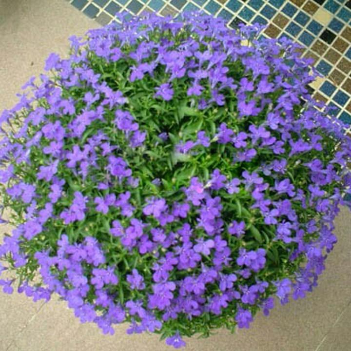 - Combo 3 gói Hạt giống hoa lobelia mix