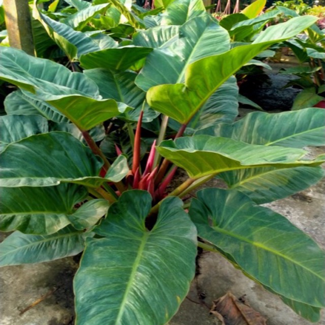 Cây trầu bà đế vương lá đỏ,cam,vàng