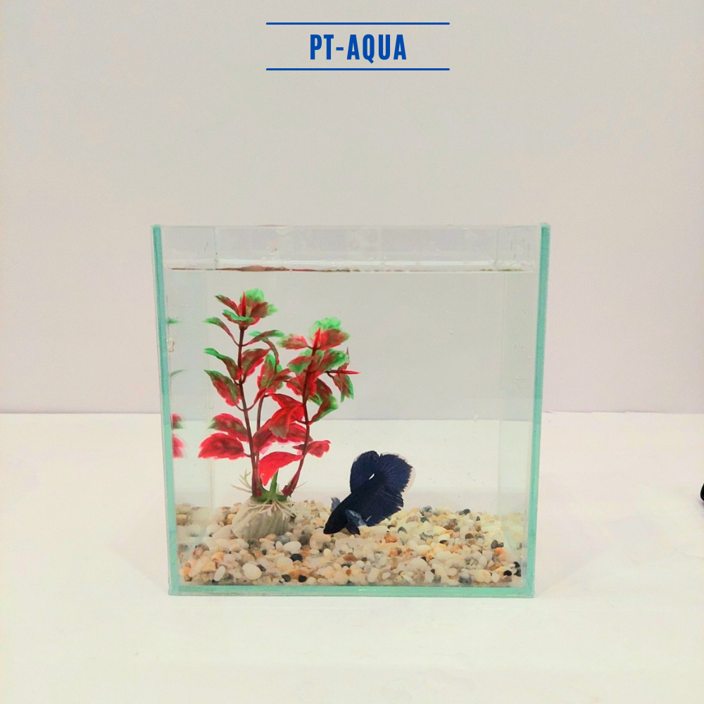 Bể cá mini Betta nhỏ xinh để bàn