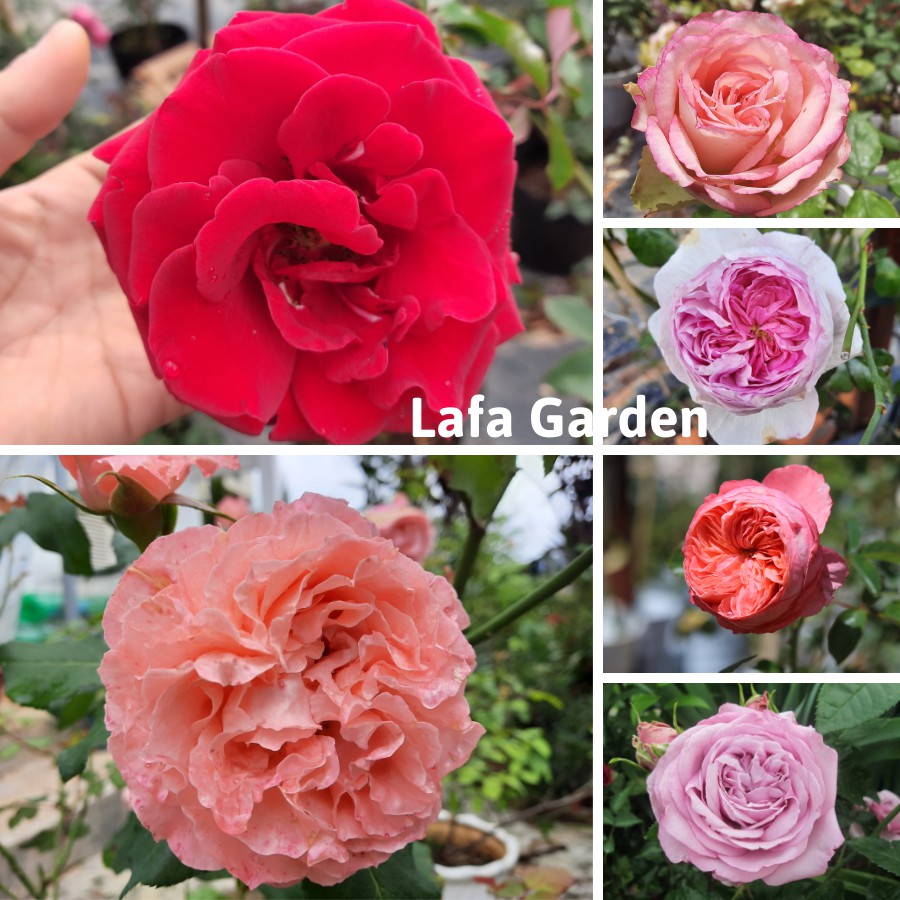 Hoa hồng leo cổ hải phòng cây hoa hồng leo có màu đỏ nhung leo dàn khỏe cây có bầu rễ khỏe mạnh nhanh ra hoa