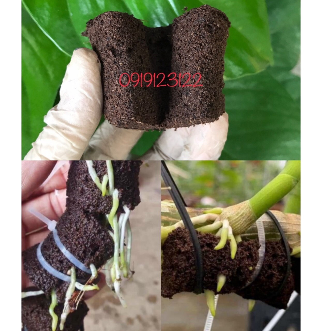 10 miếng mút ươm ki, mươm cây con size to nhập khẩu Hà Lan