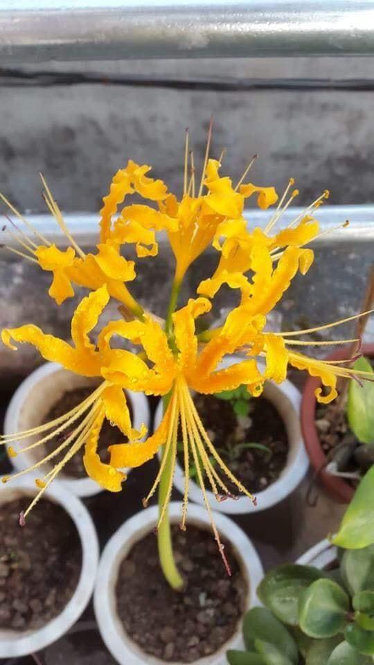 Củ giống Hoa Bỉ Ngạn - 5 màu đỏ, hồng, tím nhạt, trắng, vàng