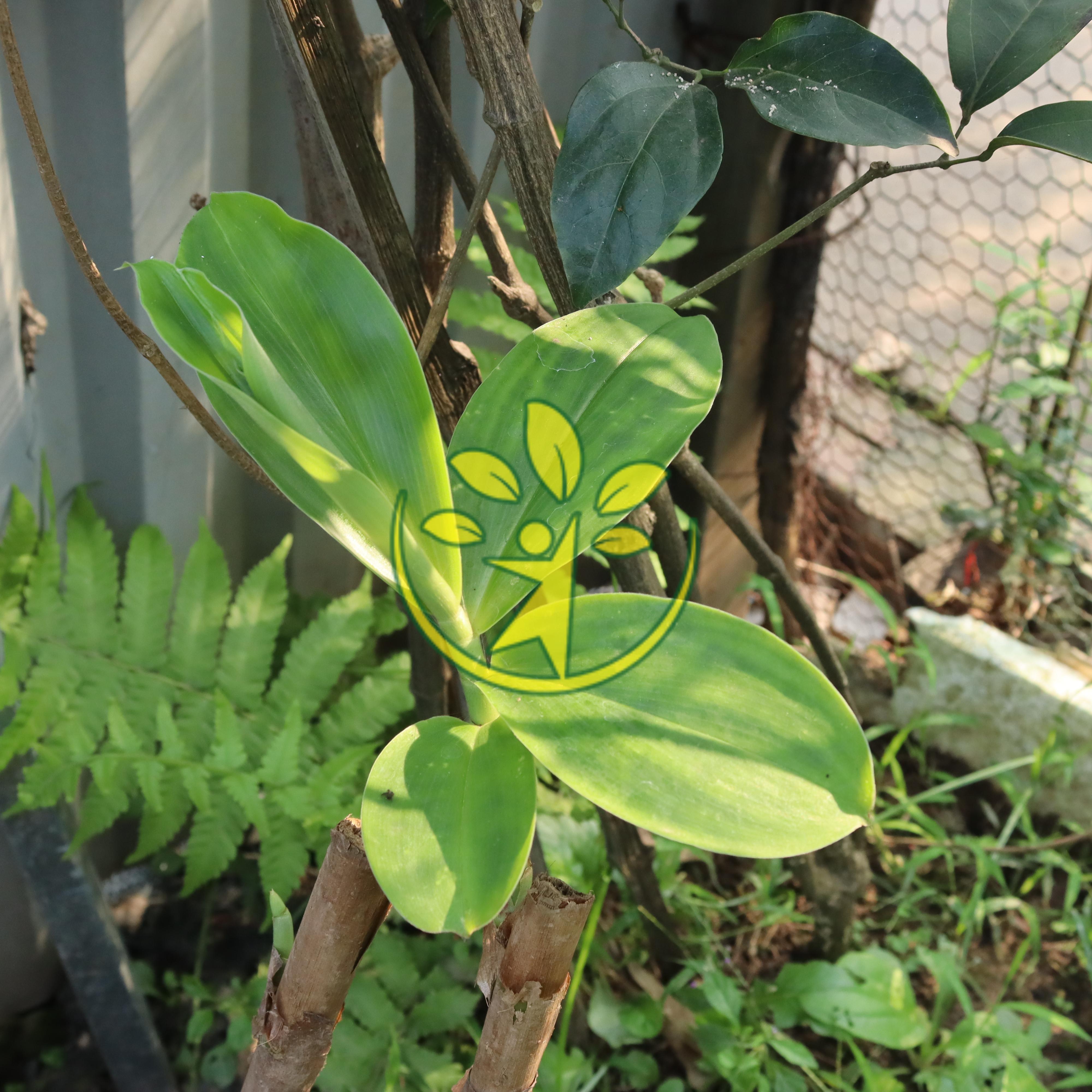 Combo 2 cây giống mía dò - MUA 2 TẶNG 1 - Thanh toán trước tặng thêm 1 cây