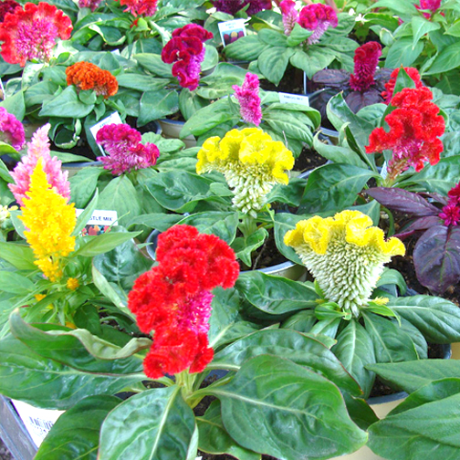Hạt giống hoa mào gà - hoa mồng gà mix ptp104 | phởms market