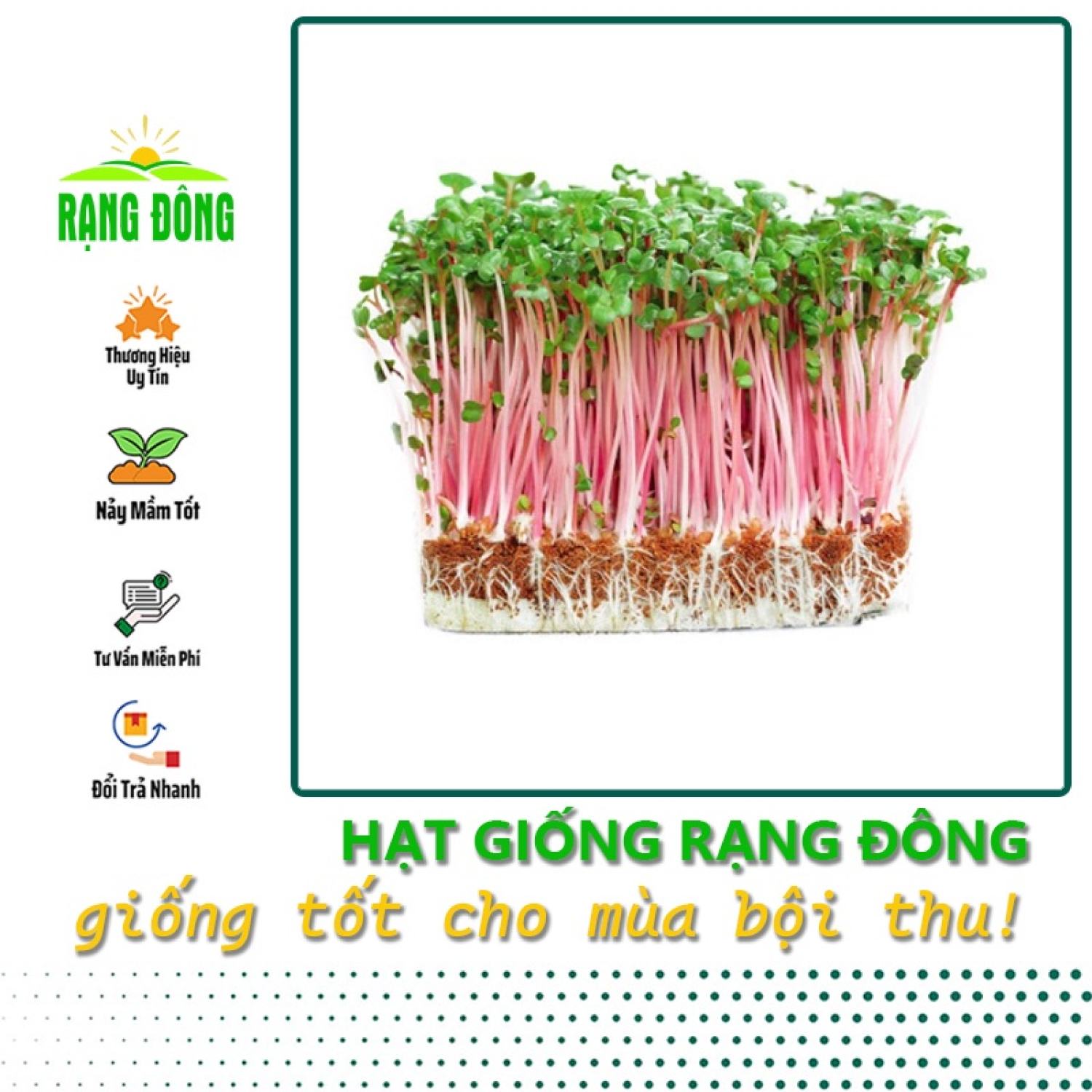 Hạt giống rau mầm củ cải đỏ giòn ngọt, nhanh thu hoạch - gói 30gr