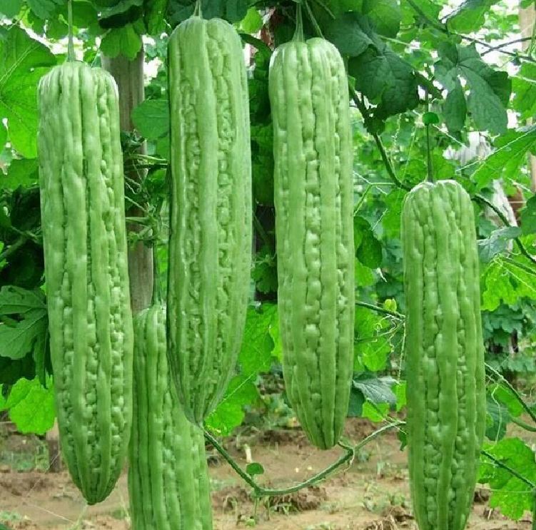 Hạt giống khổ qua khổng lồ Thái Lan 5 hạt