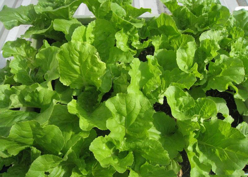 Hạt giống cải bẹ dún Thuận Điền gói 20g