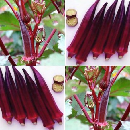 Hạt giống Đậu Bắp Đỏ Cao Sản - Gói 5gram