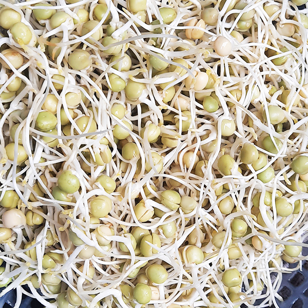 Đậu Hà Lan siêu nảy mầm túi 1 kg