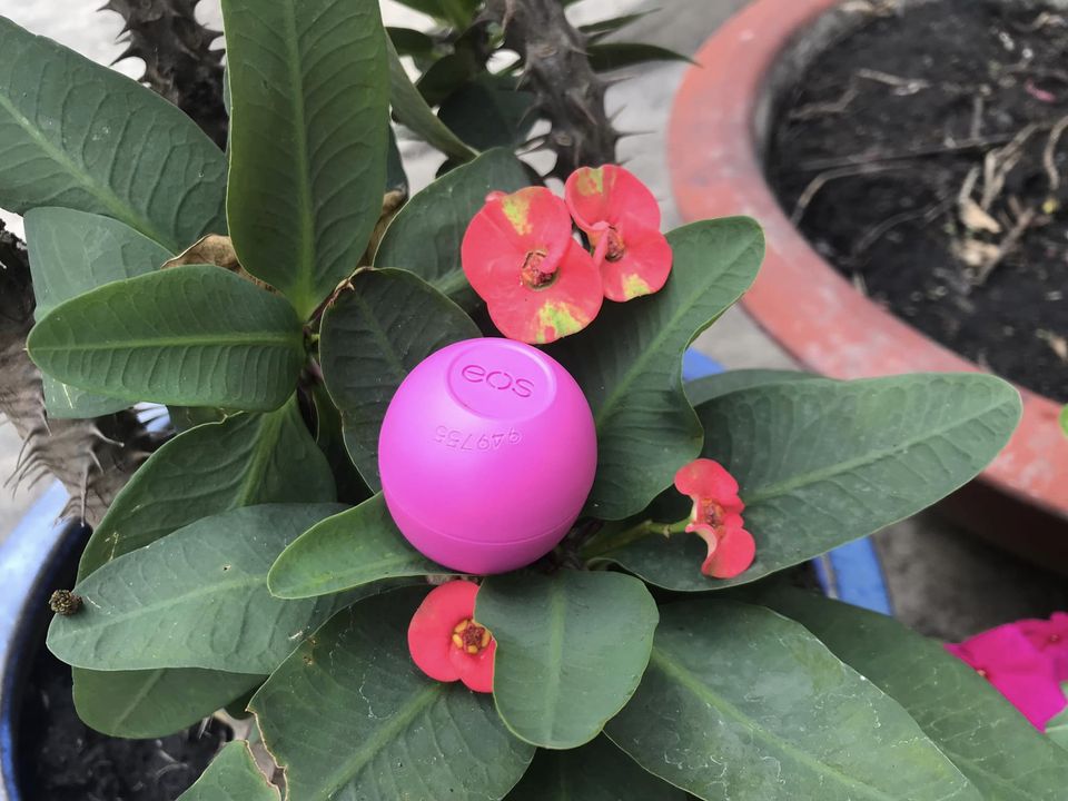 1 son trứng eos dưỡng môi 25 gam