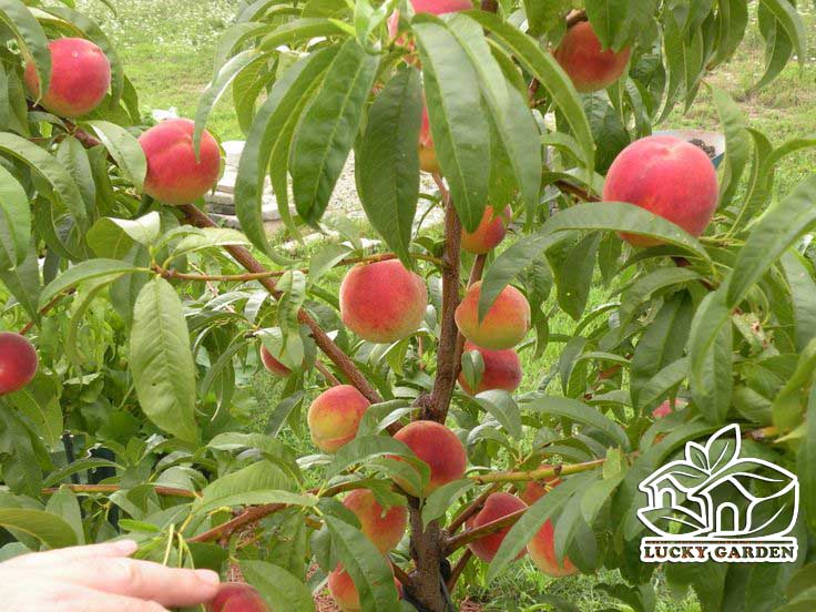 COMBO 2 CÂY ĐÀO TIÊN NHẬT BẢN 159K HÀNG ĐẸP CÓ BẢO HÀNH