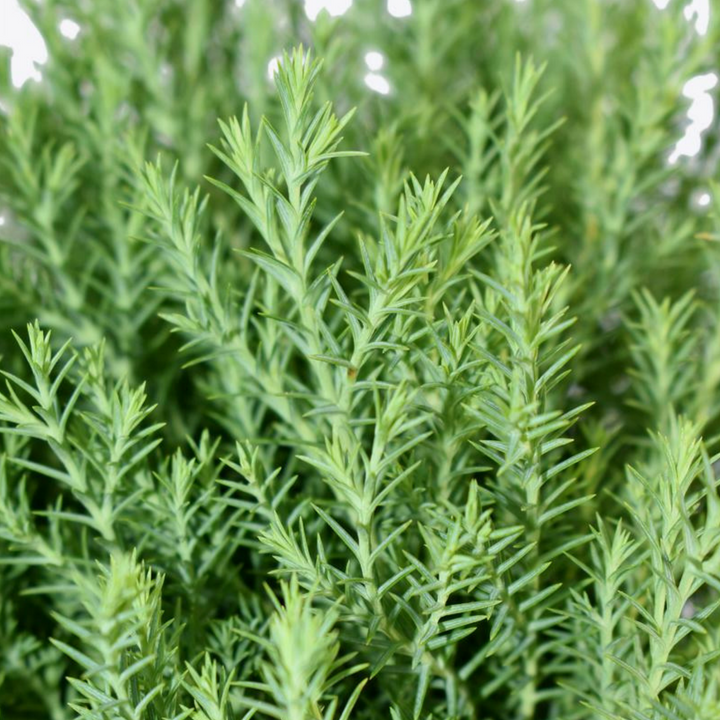 dwRvf3_simg_d0daf0_800x1200_max.png