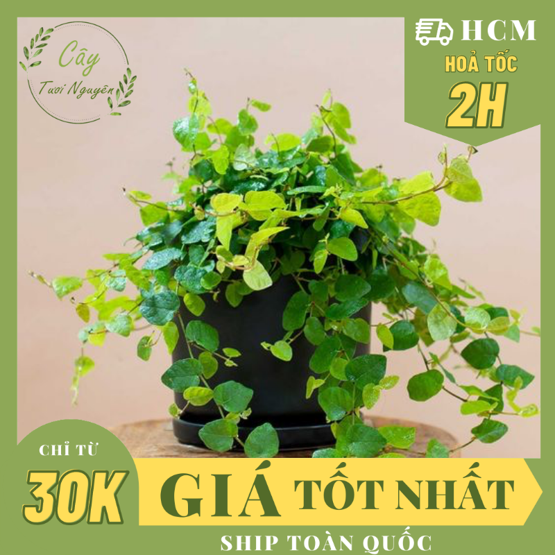 CÂY VẢY ỐC ( THẰN LẰN BÒ) ,(cao 10cm), cây phong thủy hút tài lộc để bàn mini GIÁ RẺ, lọc không khí, Cây Tươi Nguyên CTN0370