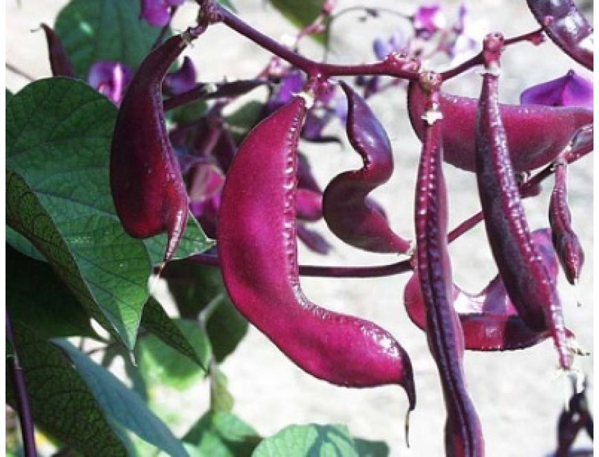 10 Hạt giống Đậu ván đỏ tặng kèm kích mầm