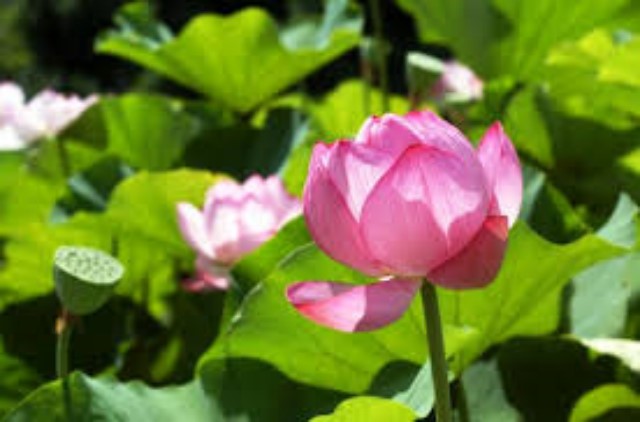 Túi 50 Hạt Giống Sen Hồ Tây - Sen Ta F1. Dễ Trồng - Năng Xuất Cao - Giá khuyến Mại