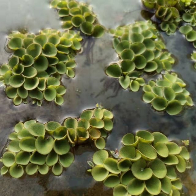 combo 5 cây bèo tổ ong thủy sinh đẹp dễ trồng