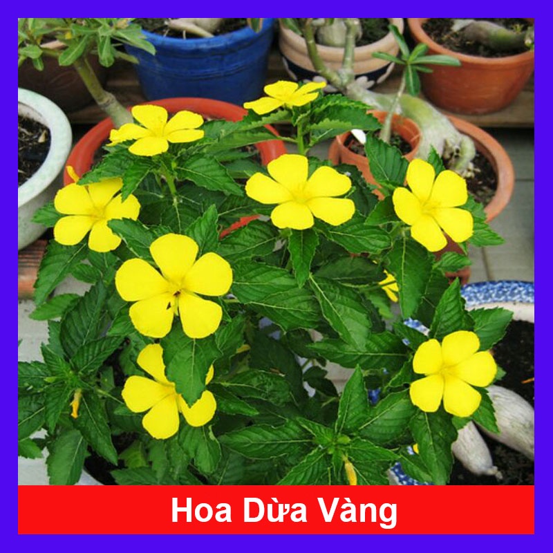 Cây đông hầu ( hoa dừa vàng ) - cây cảnh sân vườn - cây hoa đẹp - caykiengsadec