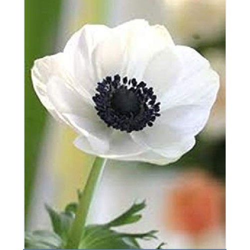 Củ Hoa Anemone hoa màu trắng-Thu mẫu đơn -1 củ