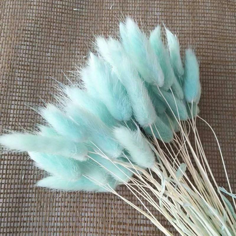 Cỏ đuôi thỏ khô phong cách vintage màu xanh tiffany (80 cành)