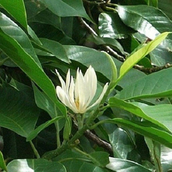 4u6Fy0atUq5pu0xKDvoh_simg_d0daf0_800x1200_max.jpg