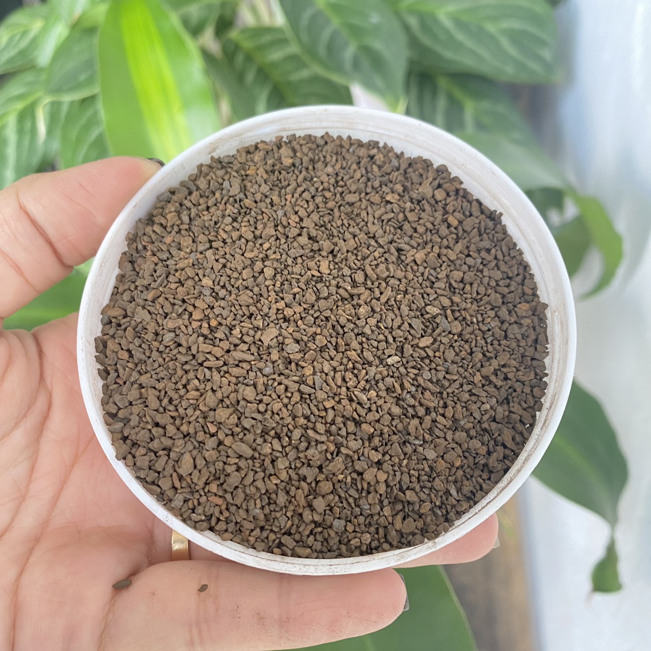 Mangan Việt Nam lọc phèn - 5kg