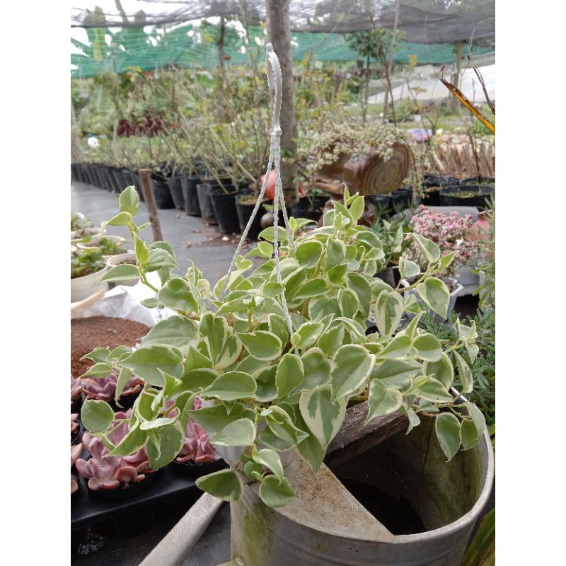 Cây  Trầu Bà Càng Cua Cẩm Thạch Chậu Treo