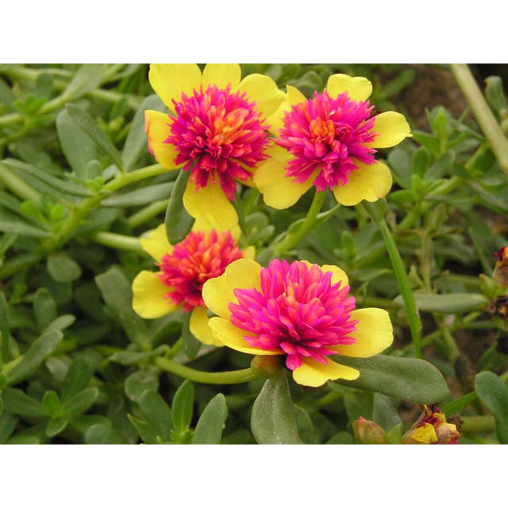 100 hạt hoa mười giờ 10h sam hoa mười giờ mỹ cánh đơn hạt giống hoa mười giờ đơn mix nhiều màu