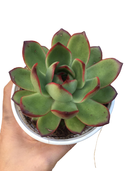 Sen Đá Viền Lửa size trung Cây Phòng Thủy – Cây Trang Trí – Cây Để Bàn – Cây Trang Trí Văn Phòng – Cây Trang Trí Sân Vườn –  Cây Lọc Không Khí -  Cây Khỏe Đẹp - Mộc Miên Garden