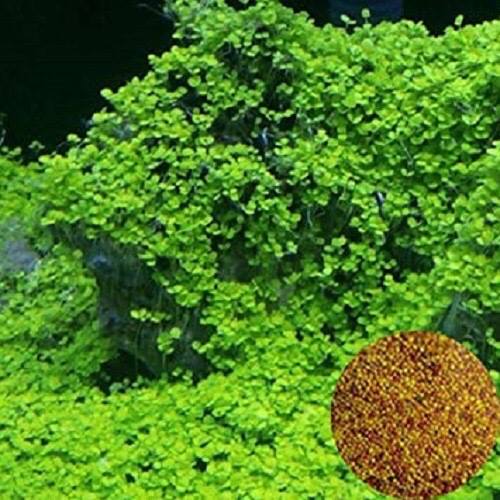 Hạt giống thủy sinh Cỏ tình yêu