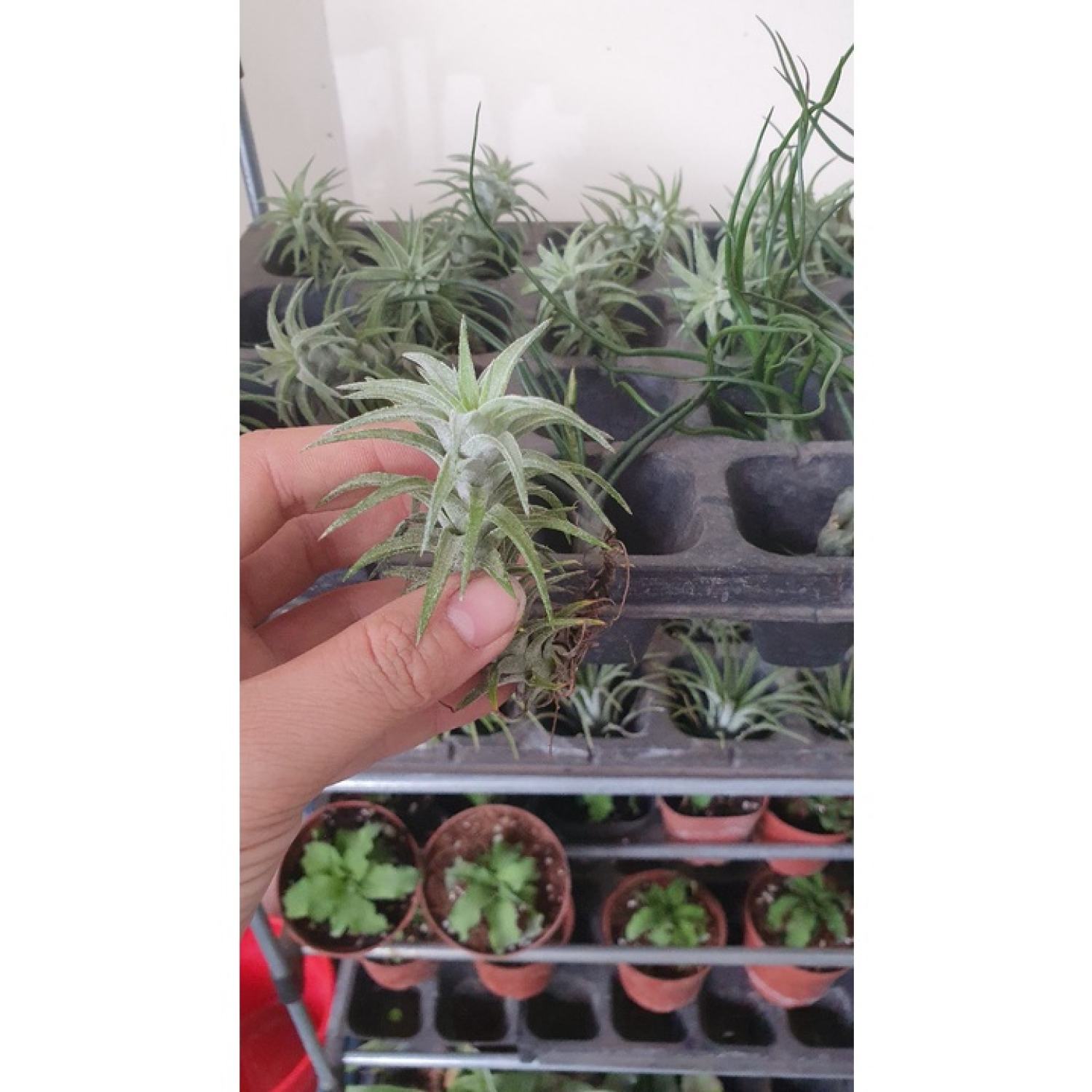 Cây không khí , nhân sâm, io. size 2-3cm trang trí tiểu cảnh, terrarium