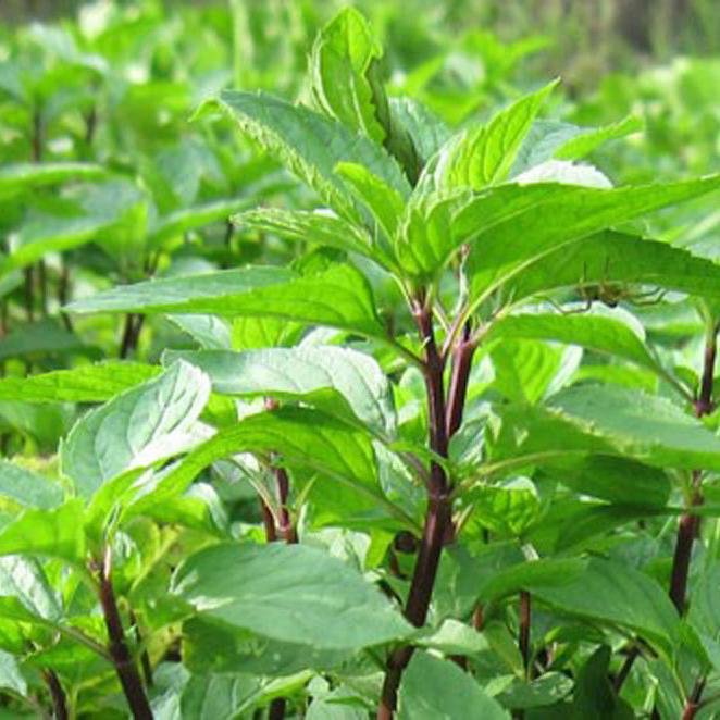 2g Hạt Giống Rau Húng Quế Thơm Ngon