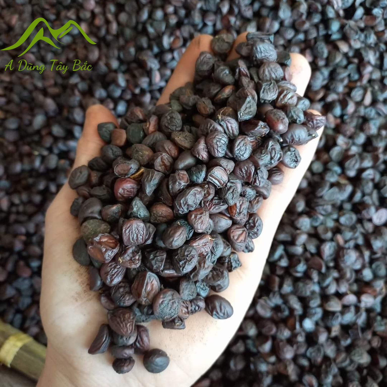 Hạt dổi nếp rừng tây bắc lᴏại 1, gói 50g , gói 100g . gia vị mắc khén xay, hạt dổi, hạt dỗi, hạt rổi 1kg