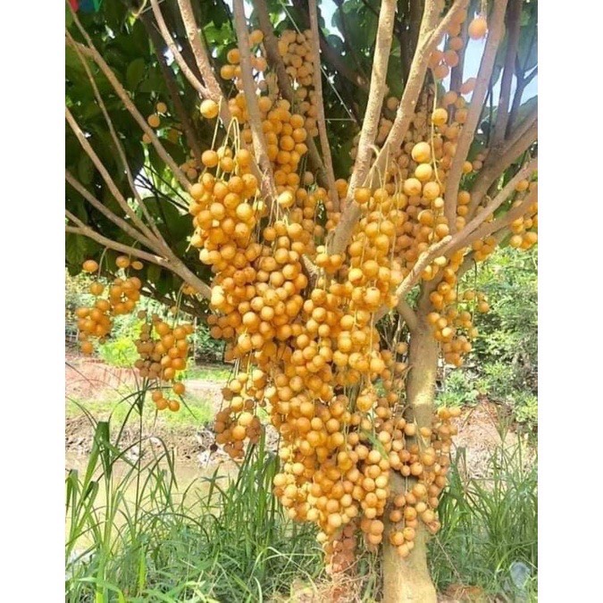 Cây giống bòn bon thái siêu quả