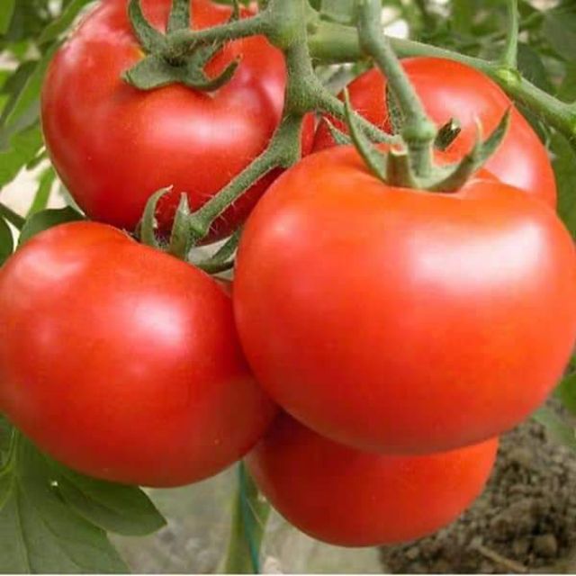 Hạt giống cà chua chịu nhiệt f1