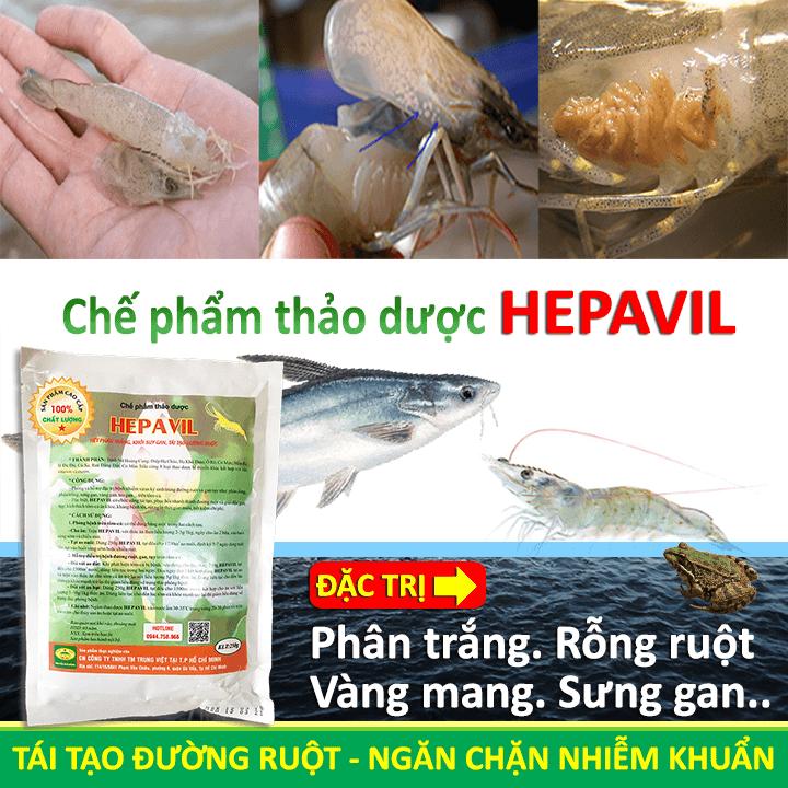 Chế phẩm sinh học Thảo Dược HEPAVIL - Khỏi lo bệnh rỗng ruột, phân trắng, vàng mang, sưng gan trên Tôm, Cá, Ếch