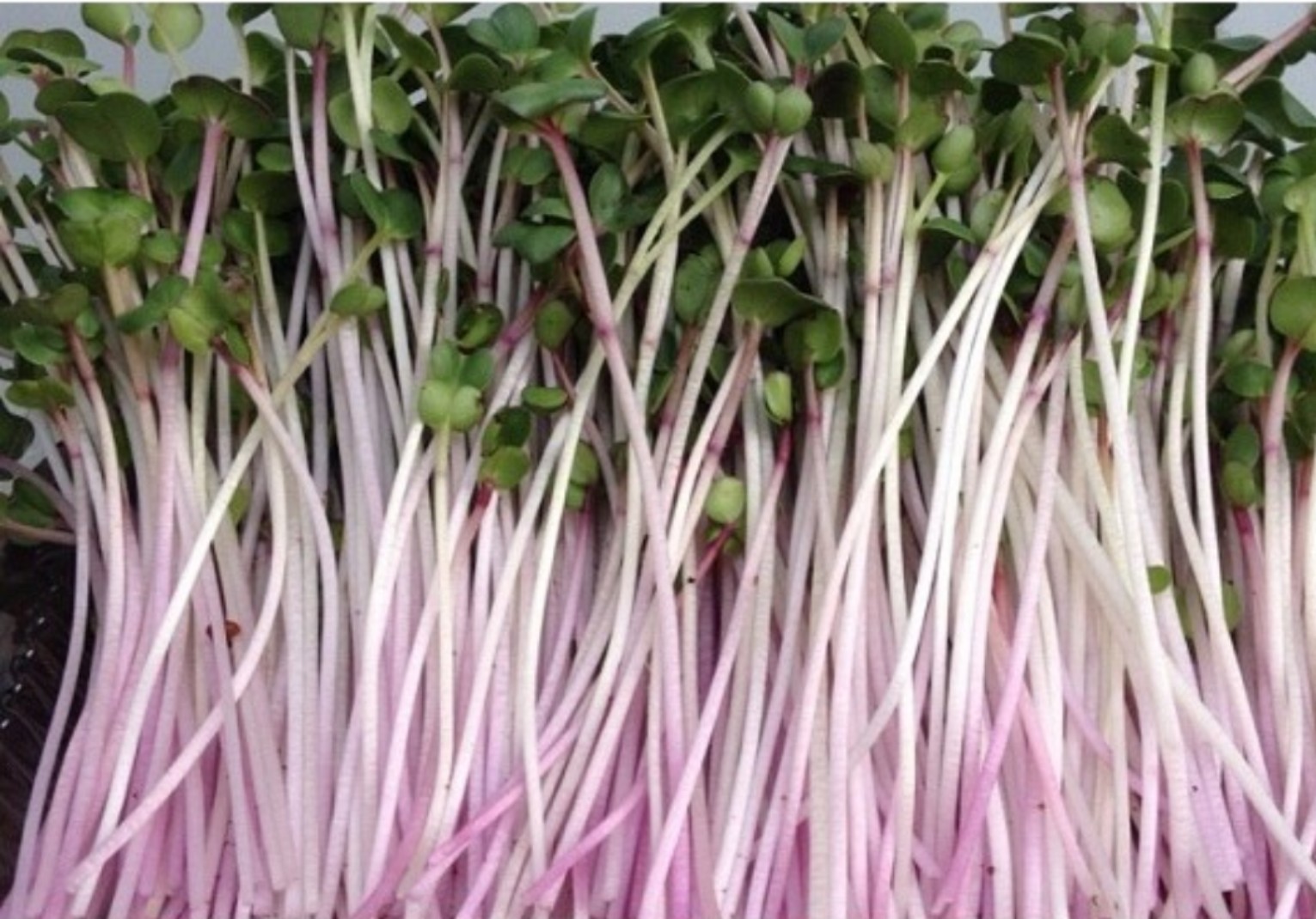 [HCM]Hạt giống rau mầm củ cải tím - 500gr