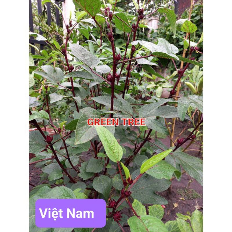 Cây giống atiso đỏ Việt Nam, Thái Lan(size nhỏ)