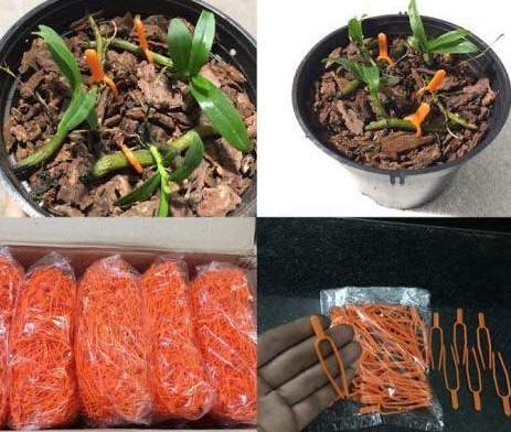 Ghim nhựa cố định ki hoa lan 20 cái