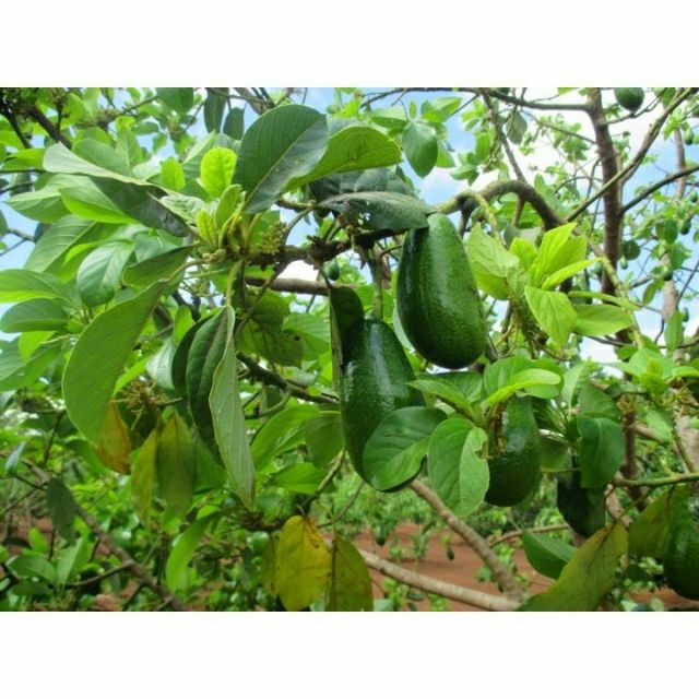 Cây bơ sáp da xanh, cây đẹp. Ra quả sau 6 tháng.
