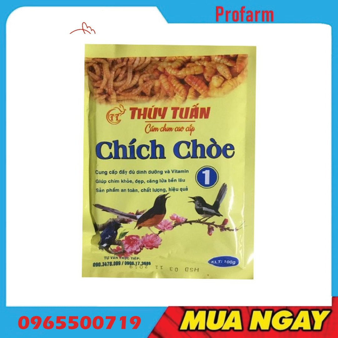 Cám Chim Chích Choè Thuý Tuấn 1, Chích Choè Thuý Tuấn 2 mượt lông đẹp mã, hót căng
