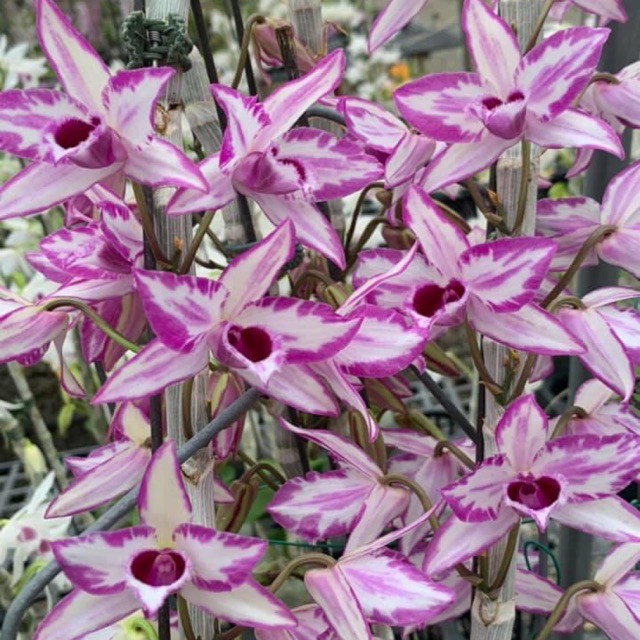 Hoa lan giả hạc, phi điệp chớp Mỹ giống năm 2