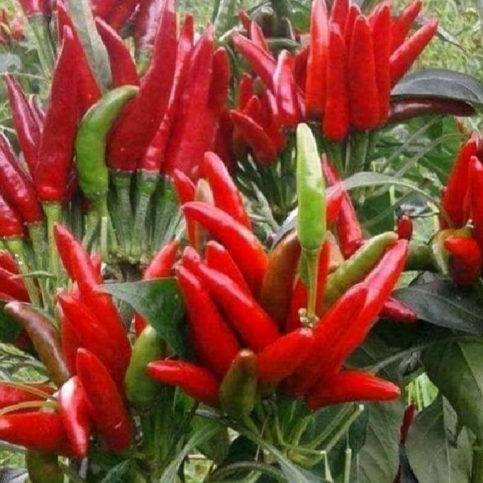 Hạt giống ớt chỉ thiên chùm đỏ siêu cay- Gói 30 hạt