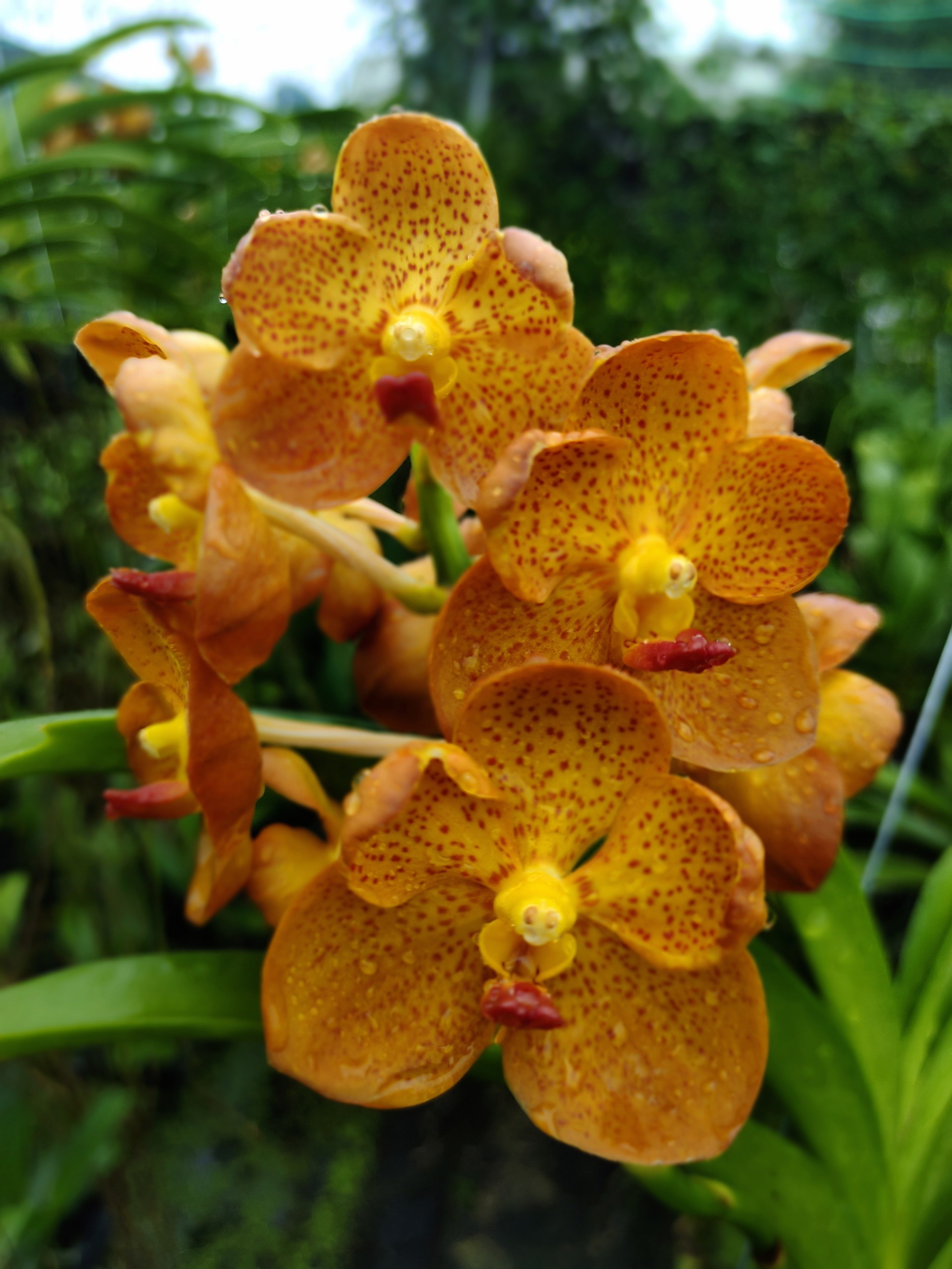 Vanda Cam Cây Trưởng Thành Giá Rẻ