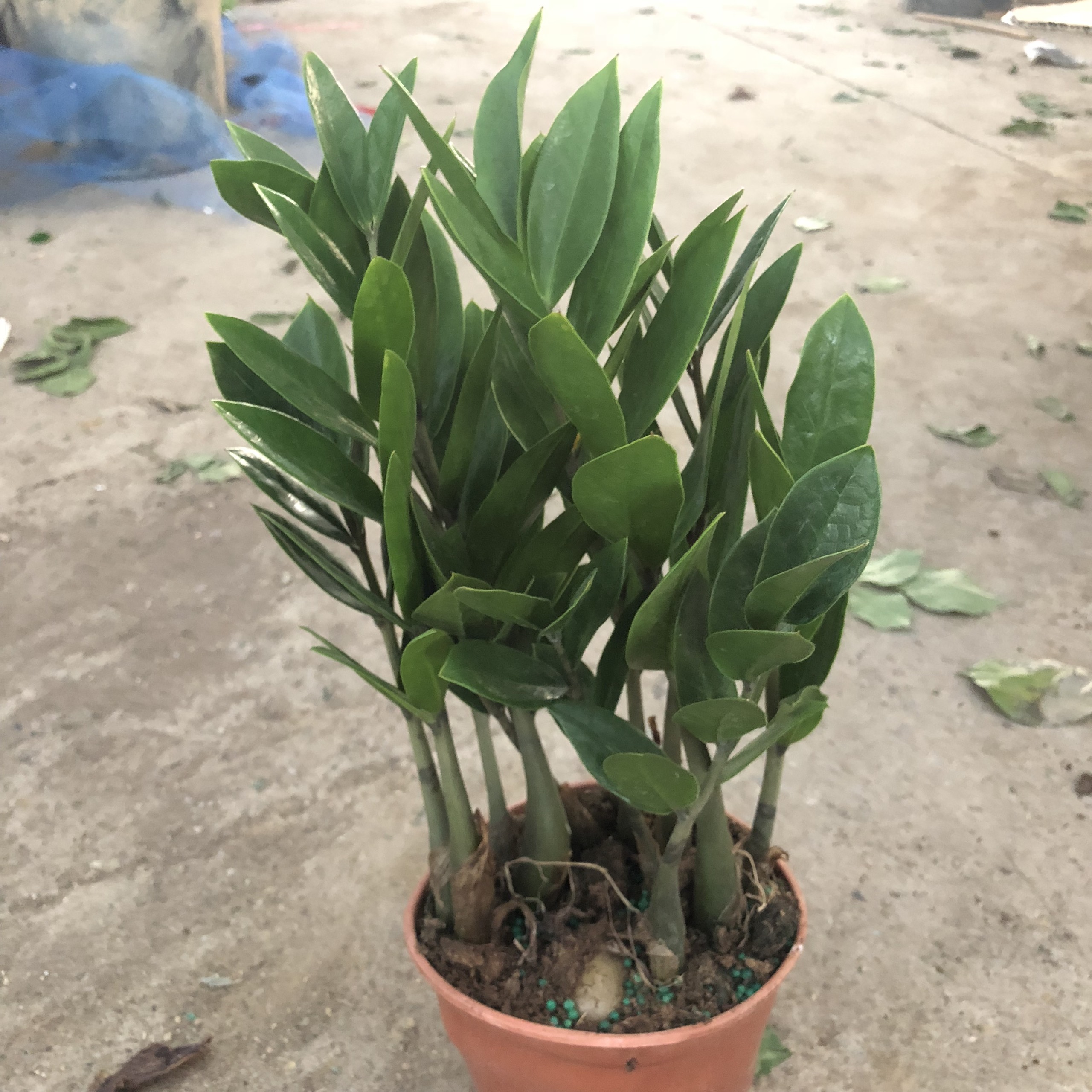 Cây kim tiền mini để bàn,chiều cao cây 15-17cm sức sống cực khỏe dễ chăm sóc thích hợp làm cây để bàn trang trí nội thất
