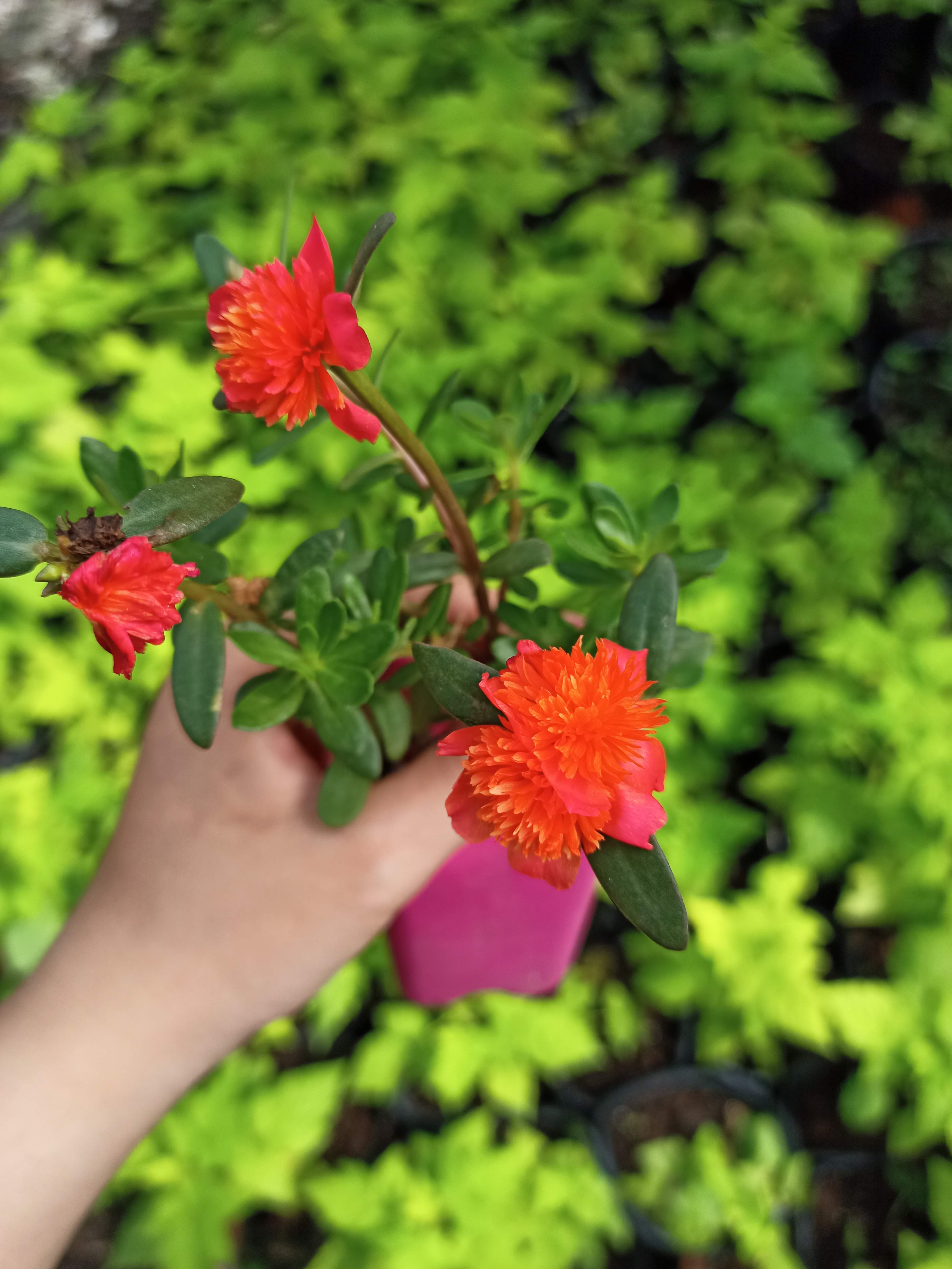 1 cây sam giống mới  - Summer Garden