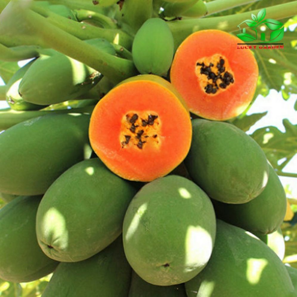 hạt giống đu đủ ĐÀI LOAN ruột đỏ - gói 10h.