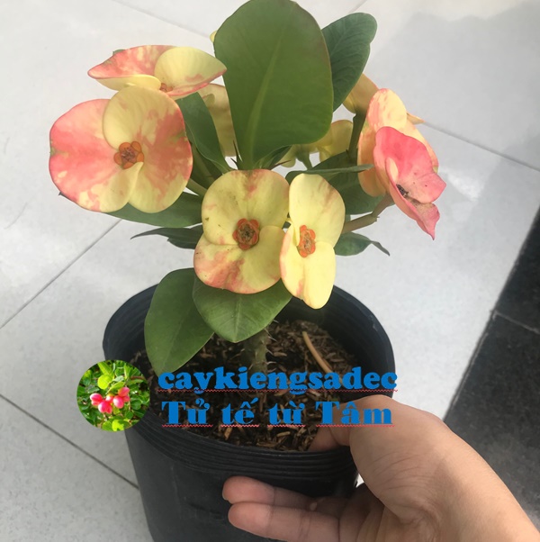 caykiengsadec - Xương rồng bát tiên + tặng phân bón - hoa kiểng lá - cây phong thủy - trang trí nội thất